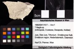 Foto (Objket + Etiketten) von Distefania calva (Schweitzer & Feldmann, 2009) 